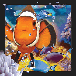 Clownfish Card