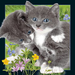 Kittens Card