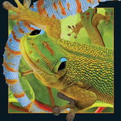 Gecko Card