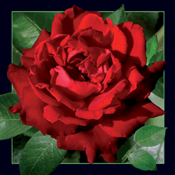 Rose Card (Red)