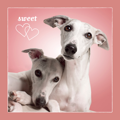Sweethearts Card (Whippets) - Click Image to Close