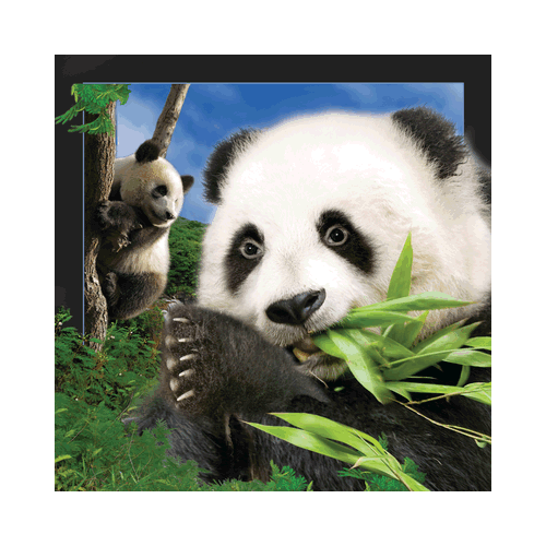 Panda Card - Click Image to Close