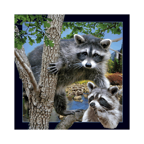 Raccoon Card - Click Image to Close