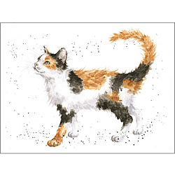 Calico Cat Card