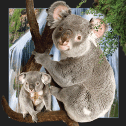 Koala Magnet