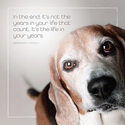 Life In Your Years Card (Mixed Breed)