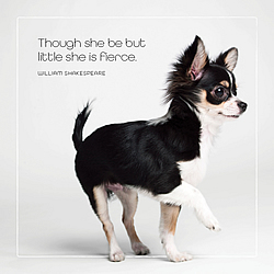 She Be Fierce Card (Chihuahua)