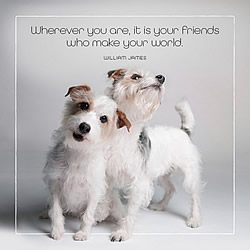 Friends Make Your World Card (Mixed Breeds)