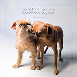Came For Friendship Card (Brussels Griffons)