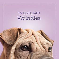 Welcome Wrinkles Card (Shar Pei)