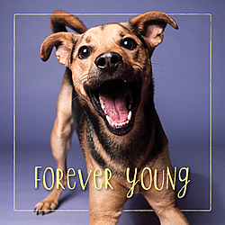 Forever Young Card (Mixed Breed)
