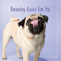 Birthday Kisses Card (Pug)
