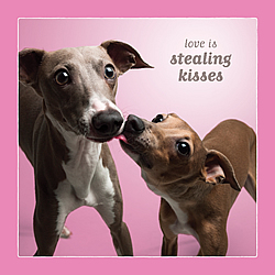 Stealing Kisses Card (Greyhounds)