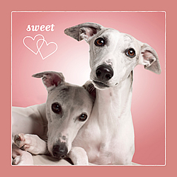 Sweethearts Card (Whippets)