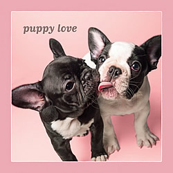 Puppy Love Card (French Bulldog)