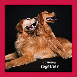 So Happy Together Card (Golden Retrievers)