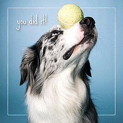 You Did It Card (Border Collie)