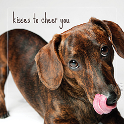 Kisses To Cheer You Card (Doxie)