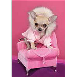 Pink Princess Dog Card