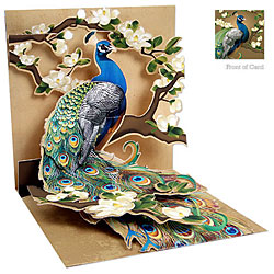 Peacock & Magnolias Card