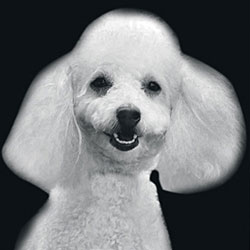 Poodle 2 Night Light Insert