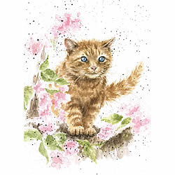 The Marmalade Cat Card (Cat)