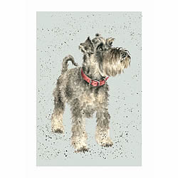 Miniature Schnauzer Card (Teddy)