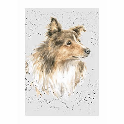 Shetland Sheepdog Card (Scout)