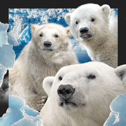 Polar Bears Magnet