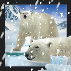 Polar Bears In Snow Magnet