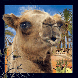 Camel Magnet