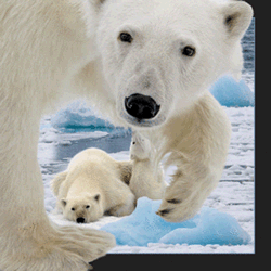 Polar Bear With Cub Magnet