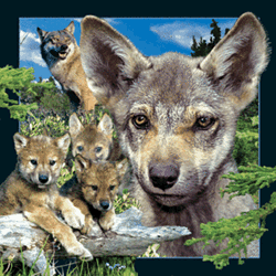 Wolf Cub Magnet