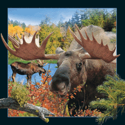 Moose With Big Antlers Magnet