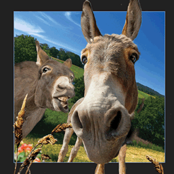 Donkey Card