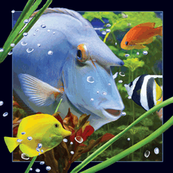 Blue Fish Card