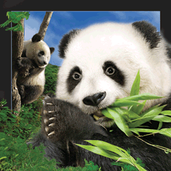 Panda Card