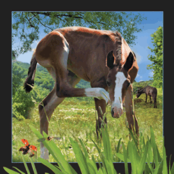 Foal Card