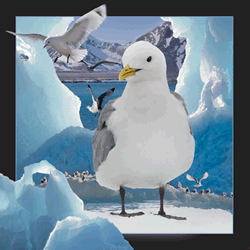 Gull On Ice Card