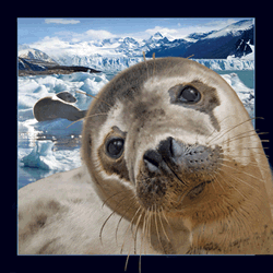 Seal Card