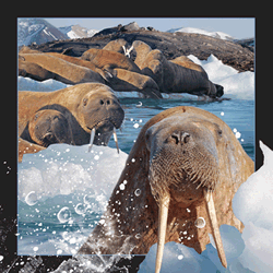 Walrus Card
