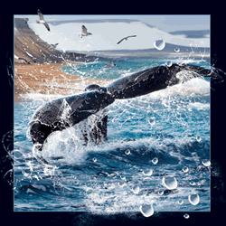 Whale Tail Card