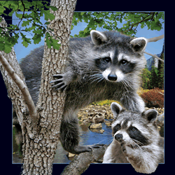 Raccoon Card