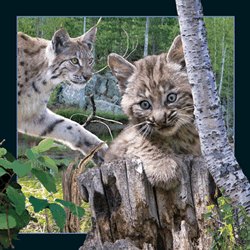 Lynx Card