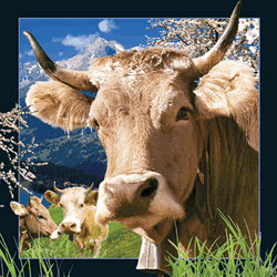 Swiss Cow Card