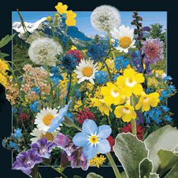 Wild Flowers Card