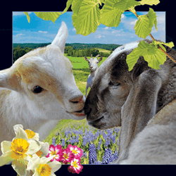 Easter Lamb Card