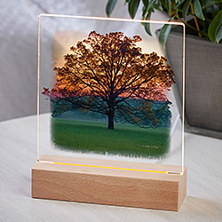 Twilight Tree Acrylic Night Light