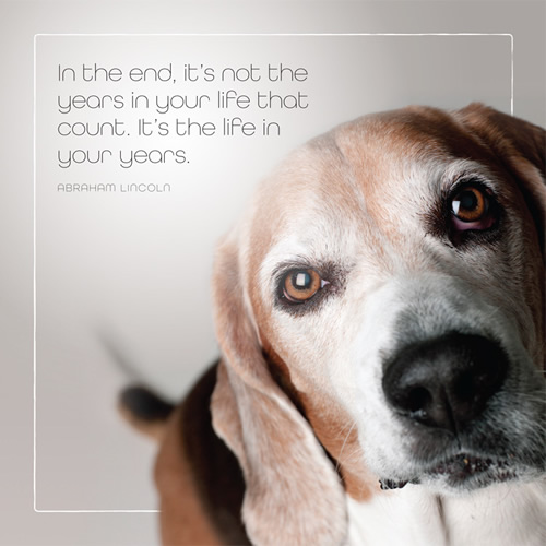 Life In Your Years Card (Mixed Breed) - Click Image to Close