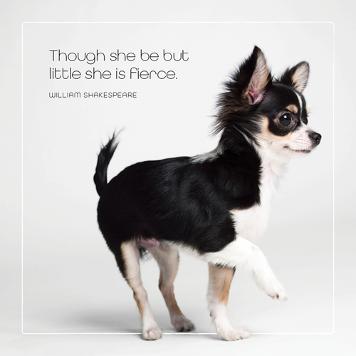 She Be Fierce Card (Chihuahua) - Click Image to Close